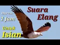 Download Lagu Suara Elang Merdu Cocok  Untuk Isian Burung Masteran.