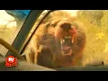 Download Lagu Beast (2022) - Lion Attack Scene | Movieclips