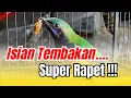 Download Lagu 🔴 VIRAL TEMBAKAN‼️ SEMUA CUCAK CUNGKOK PASTI LANGSUNG BUNYI BESET SUPER RAPET #cucakcungkokgacor