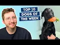 Download Lagu This Dog Has an Emotional Support Carrot