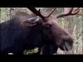 Watch man s close encounter with bull moose in Maine before it charges at him
