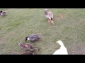 Mackenzie Park Duck Feeding Lubbock Texas