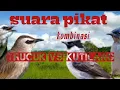 Download Lagu suara pikat KOMBINASI trucuk vs kutilang