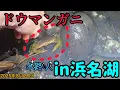 Download Lagu (No. 86) (August 24, 2013) Eels \u0026 Mud Crab! [In Search of Wild Eels] #Scraping #EelCatching #EelH...