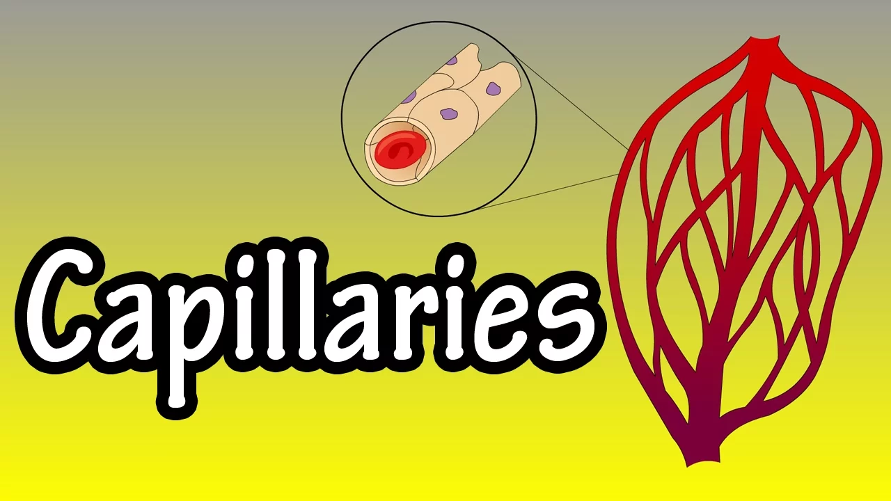 Capillaries - What Are Capillaries - Functions Of Capillaries