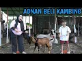 Lagu ADNAN BELI 2 KAMBING UNTUK KURBAN‼️😱