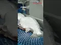 Download Lagu 🎥🐟 Behind the scenes at Neerlandia Urk's salmon processing #shorts #salmon #seafood #processing