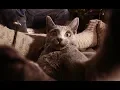 Download Lagu MiłyPan - Ale Kot (Official Video)