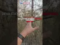 Watch Devastating Spokane Wildfires Leave Trees Bone Dry