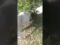 Download Lagu Berburu musang dengan anjing duo pettot