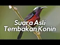 Download Suara Masteran Murai | tembakan konin