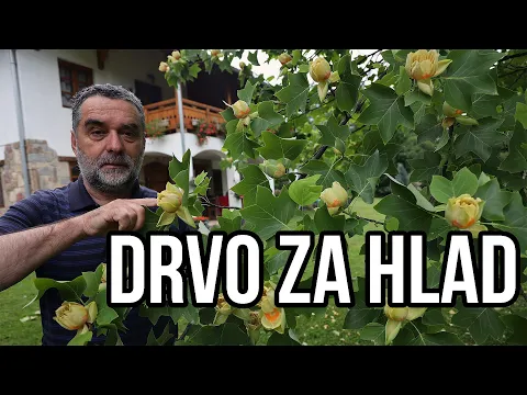 Drvo za hlad- kako izabrati drvo za hlad