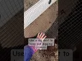 Keep out digging predators
