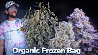 ORGANIC FROZEN BAG | A START TO FINISH CANNABIS GROW DOCUMENTARY