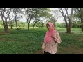 Download Lagu Bunga Flamboyan (Stereo Keroncong Version, Voc: Endah S. Rini, Cover Music by Teguh S. Wibowo)