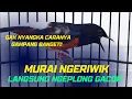 Download Lagu Murai Batu Ngeriwik Coba Cara Ini Langsung Ngeplong Full Power