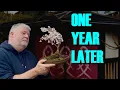 I Grew Bonsai in ONE YEAR Fuji Cherry Results