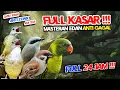 #9 MASTERAN FULL TEMBAKAN KASAR MURAI BATU, CUCAK HIJAU, SUARA JERNIH!