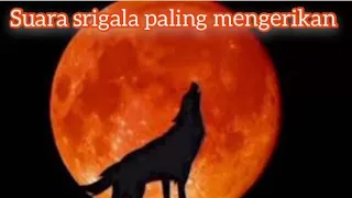suara srigala mengerikan