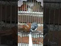 TEPUS LEHER PUTIH GACOR DI PAGI HARI π¦