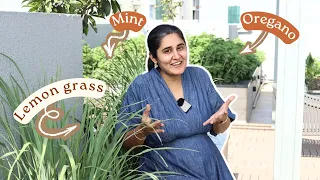 Herbs to Grow in Summer season: Terrace Garden Design in Mumbai