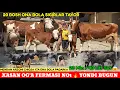 Download Lagu Xasan Og'a Yondirib Tashladi 20 Bosh Ona Bola Sigirlar 23 mln 40 Litr Sut Beradigan Sigirlar✅️