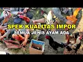 Download Lagu Pasar Ayam Tradisional Mewah Kualitas IMPOR yang Selalu Ramai | Ayam bagus-bagus Banyak Pilihan