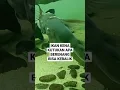 Lagu ikan, ikan dalam kolam, ikan channa, ikan dalam kolam karaoke, ikan nabi yunus, ikan hias, ikan hiu,