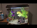 Top Fin Split Bowfront 5 Gallon Betta Tank Kit Review