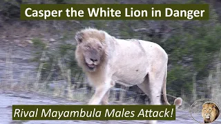 Casper the White Lion in Danger! Rival Mayambula Males Launch a Surprise Attack