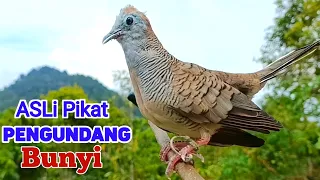 perkutut lokal gacor suara besar pancingan perkutut agar cepat bunyi