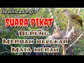 Download Lagu DOWNLOAD SUARA PIKAT burung merbah belukar mata merah terbaru ORA UMUM