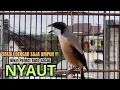 Download Lagu burung cendet gacor FULL EMOSI BONGKAR JITU, PANCINGAN CENDET AGAR BUNYI jadikan BURUNG PENTET GACOR