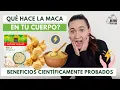 Download Lagu 🌿MACA PERUANA: El ADAPTÓGENO que Equilibra tus HORMONAS NATURALMENTE (maca root) | Manu Echeverri