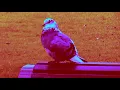 REDSPENCER - ALL I DO (Official Clip)