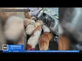 Dozens of abandoned dogs and cats found in pickup truck in New Jersey