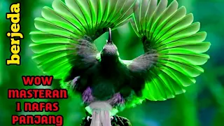 masteran murai batu 1 nafas nembak panjang