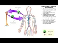 Bone processes - resorption and deposition remodeling and response to stress in adult bones