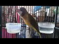 Download Lagu burung bimoli gacor banyak fariasi skaligus buat pancingan biar gacor juga👍