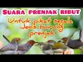 Download Lagu Mp3  Prenjak Ribut Ampuh untuk Memanggil Semua Jenis Prenjak