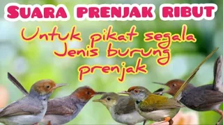 Download Suara Pikat Prenjak Ribut Ampuh untuk Pikat Semua Jenis Prenjak MP3