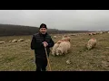 Lagu Oile Părintelui Danut din Ardan .BN-Păstorițe de Emilian  Talpes -Ciobanul Modern 