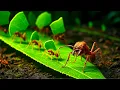 BUG MAFIA | Insect Gangs That Control The Wild