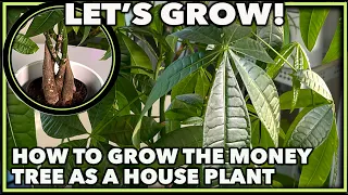 Download HOW TO GROW THE MONEY TREE PLANT MP3