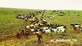  دبرارت ظفاريه  دندنها