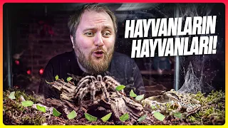 Diğer Hayvanların da Evcil Hayvanı Olabilir mi?