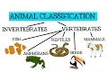 Animal Classification for Children Classifying Vertebrates and Invertebrates for Kids - FreeSchool