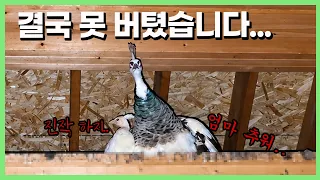 갑자기 2도로 떨어진 연못... 똑똑한 공작새들이 보인 행동