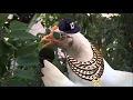 Chicken Rap Ringtone
