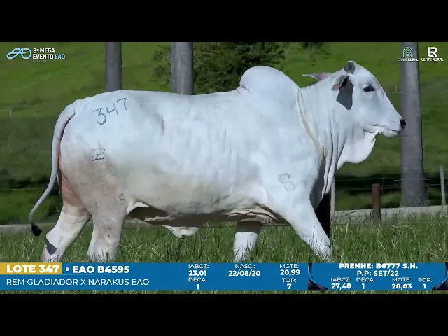 Matriz Nelore EAO-B4595